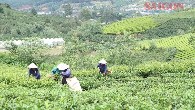 Công bố chuỗi sự kiện Lễ hội Trà quốc tế tại Lâm Đồng