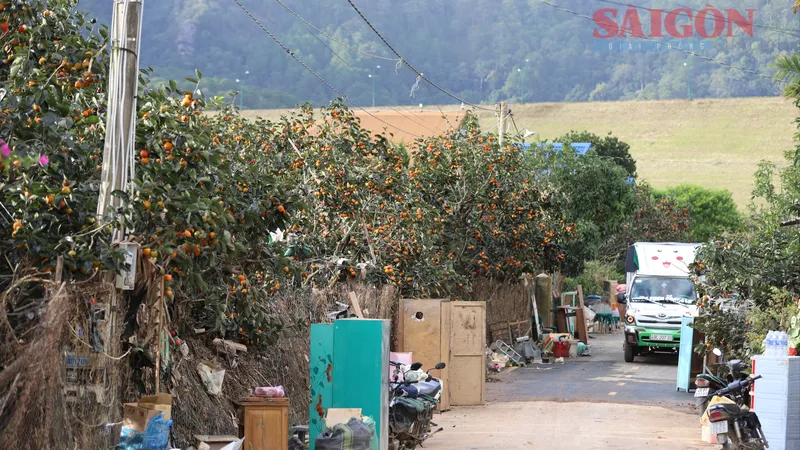 D’ran từng bước hồi sinh sau lũ