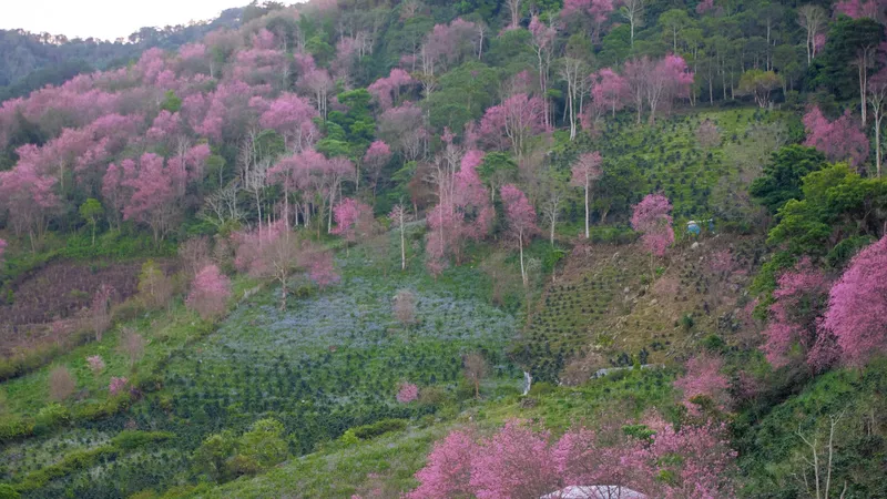 Hoa mai anh đào Đà Lạt nở rộ khắp núi đồi