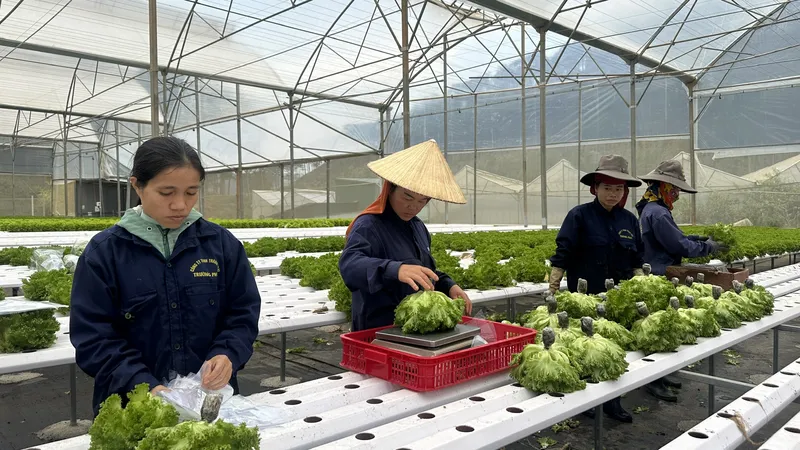 Nông sản Lâm Đồng có mặt ở nhiều thị trường quốc tế nhờ mã số vùng trồng lớn
