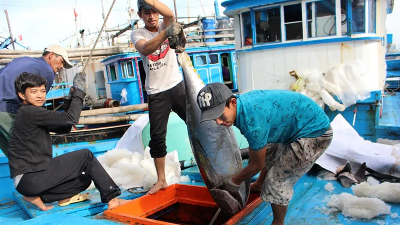 Ngư dân trúng đậm cá ngừ đại dương