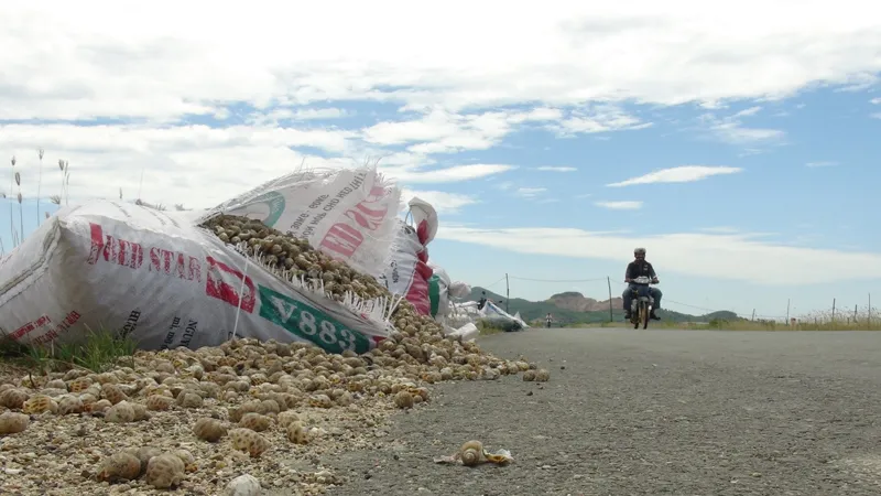 Đặc sản ốc hương chết hàng loạt do thời tiết
