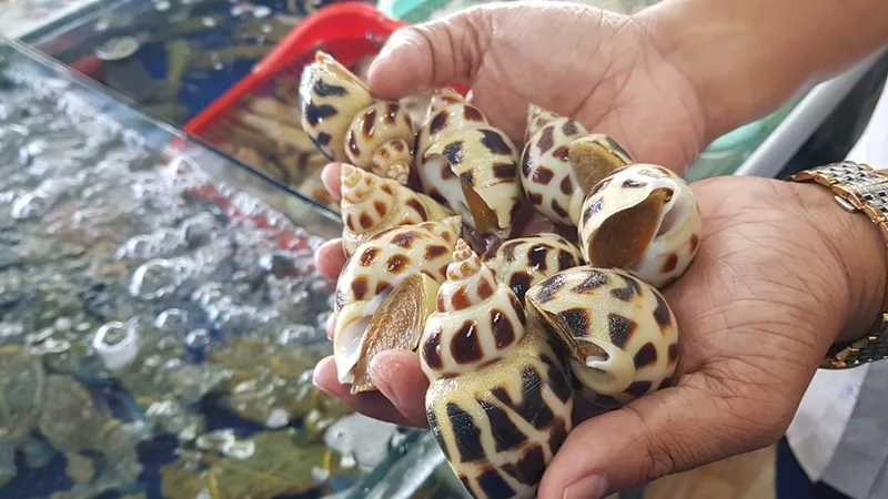 Phạt hành chính chủ nhà hàng bán ốc hương 1,8 triệu đồng/kg