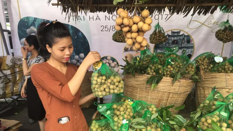 Sản phẩm nhãn lồng Hưng Yên do các HTX trồng được giới thiệu tại tuần lễ nhãn lồng Hưng Yên ở Hà Nội sáng 25-8