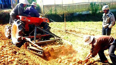 Nhập khẩu khoai tây Pháp không ảnh hưởng xấu tới sản xuất và thị trường trong nước