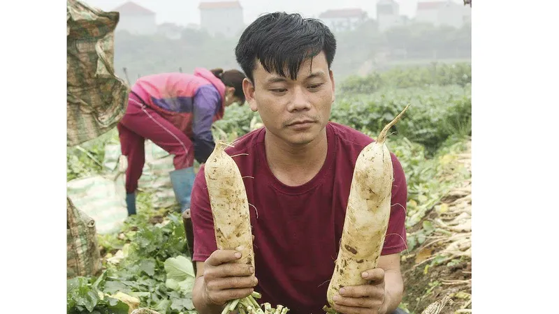Rau củ thu hoạch đổ bỏ đầy đồng, Bộ NN-PTNT yêu cầu kiểm tra