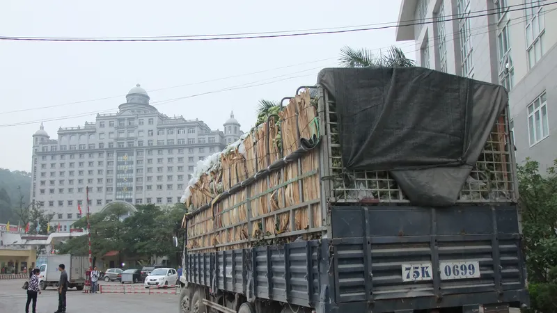 Từ 1-4, rau củ quả Việt Nam xuất sang Trung Quốc phải có nhãn mác xuất xứ