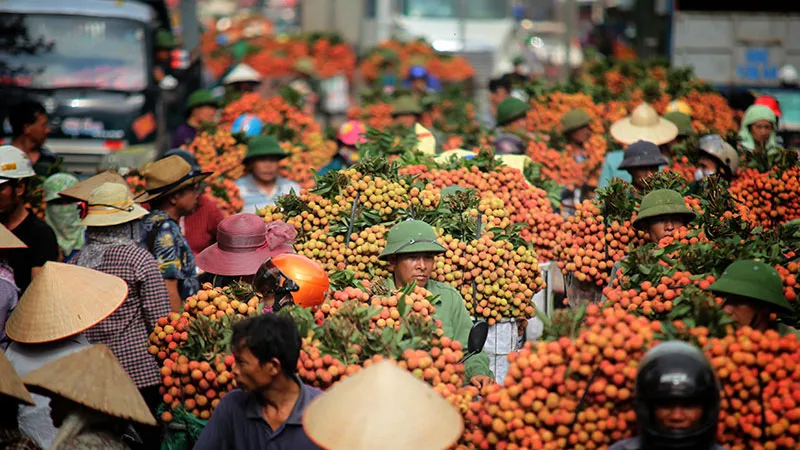 Phủ nhận tin đồn “vải thiều phải đổ bỏ xuống sông”