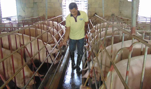 Thụ tinh nhân tạo trong chăn nuôi sẽ được coi là 1 nghề