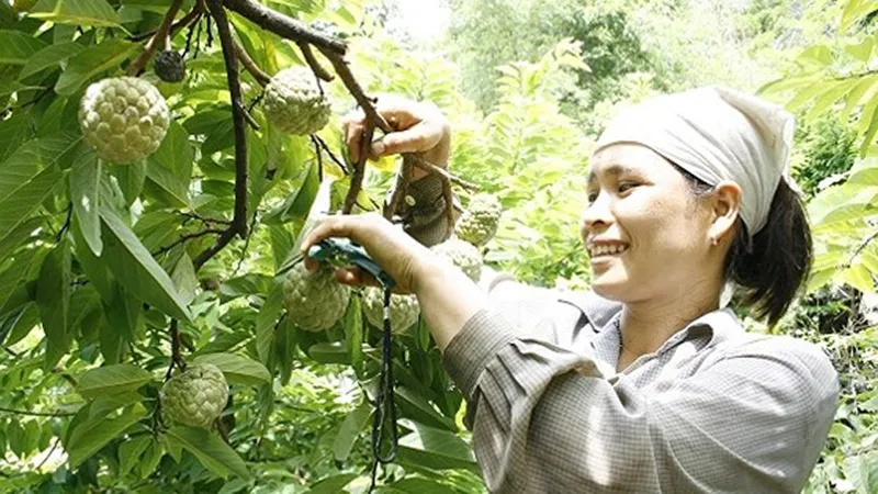 Sắp có Ngày hội mãng cầu Chi Lăng năm 2018