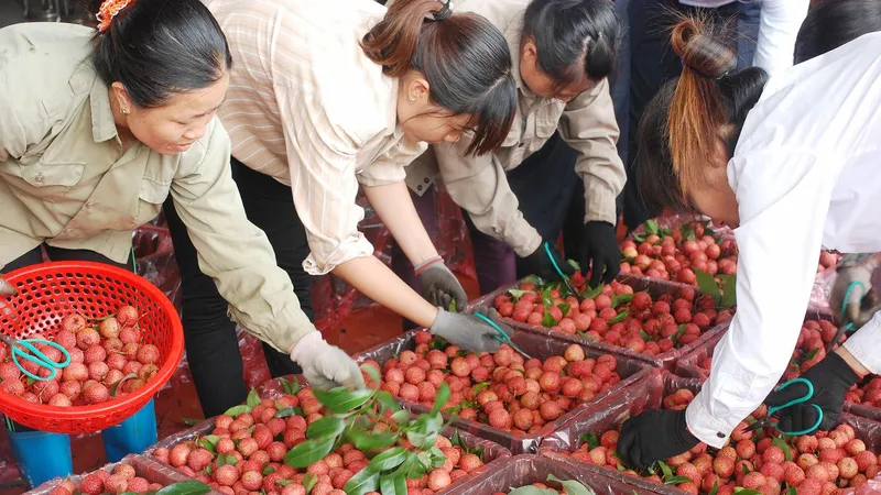 Giữa vụ, nông dân trồng vải đã “hái” 3.411 tỷ đồng