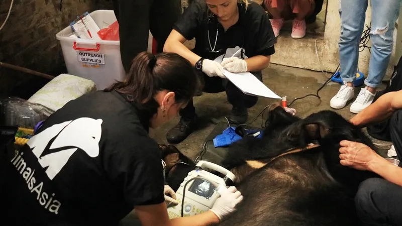 Các bác sỹ thú y gây mê cho gấu