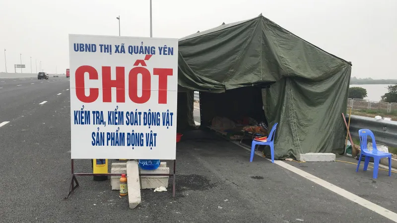 Dịch lây ra 21 tỉnh, lập Ban chỉ đạo quốc gia chống dịch tả heo châu Phi