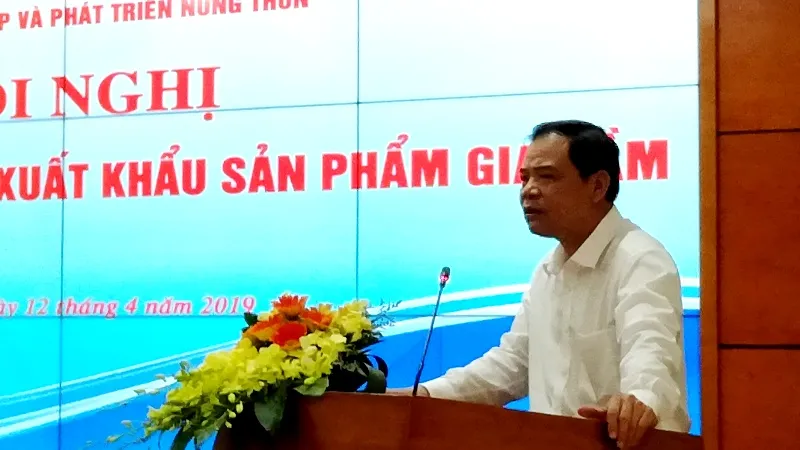 Nuôi gà để "bù đắp" heo bị dịch tả châu Phi