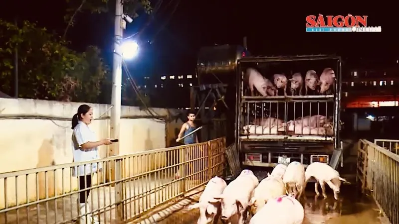 TPHCM tổng lực kiểm soát chặt nguồn thịt heo