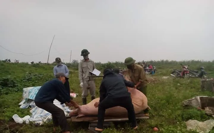 Báo cáo những hộ “khai khống” heo chết vì dịch tả heo châu Phi
