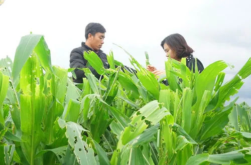  15.000ha bắp bị sâu keo mùa thu phá hoại