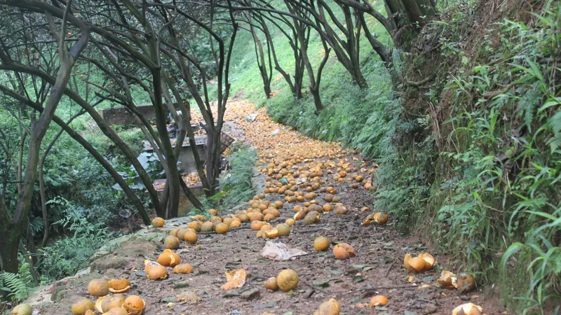 Chưa bao giờ cam ở Hà Giang lại lâm vào cảnh tượng thế này. Ảnh: CTV