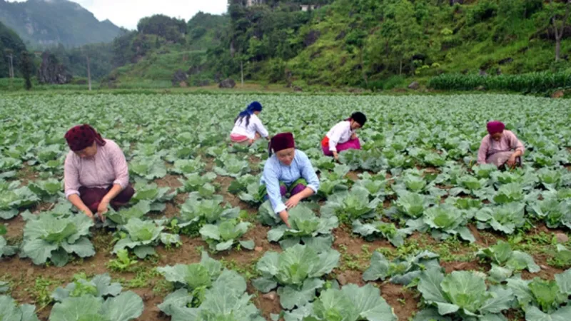 Cả nước có hơn 25.000 hợp tác xã
