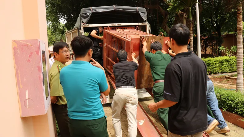 Đưa cá thể gấu nuôi nhốt cuối cùng ở tỉnh Gia Lai về Tam Đảo