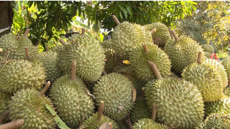 Sầu riêng Việt Nam “bán chạy như tôm tươi” tại Úc