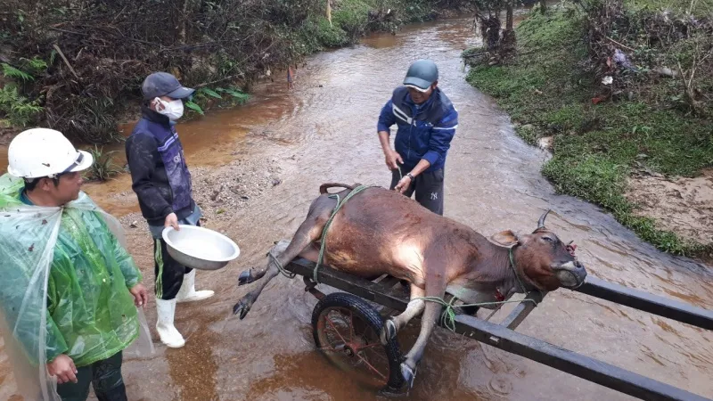 Hàng trăm gia súc chết cóng, “huyện báo cáo 2, tỉnh bảo 1”