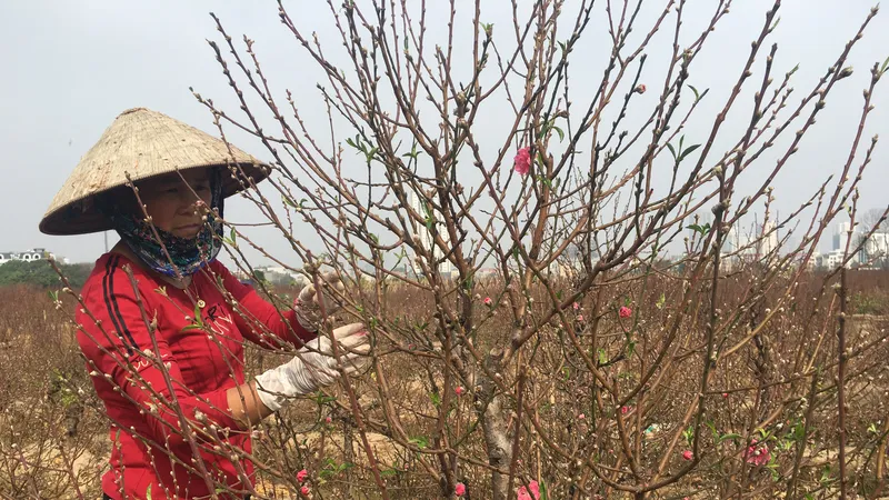 Thời tiết se se lạnh nên năm nay hoa đào ở miền Bắc rất đẹp, không bị nở sớm như năm ngoái. Ảnh: VĂN PHÚC