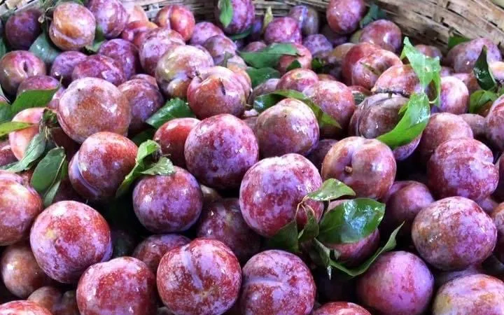 Đưa trái cây đặc sản Sơn La lên “sàn”