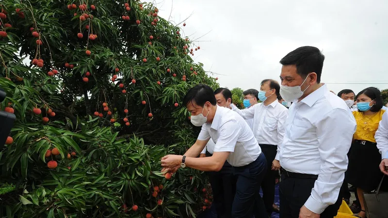 Lo thị trường cho 180.000 tấn vải thiều trong mùa thu hoạch 2021