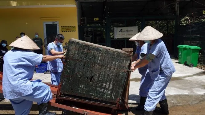 Cứu hộ 4 con gấu cuối cùng tại Rạp xiếc Trung ương