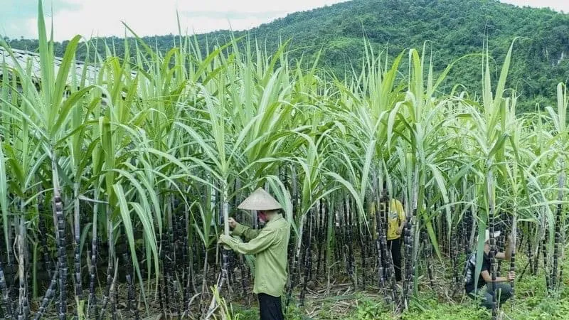 Đường Thái Lan bị đánh thuế 47,64%