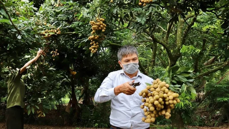 Nhãn lồng Hưng Yên vào mùa tiêu thụ