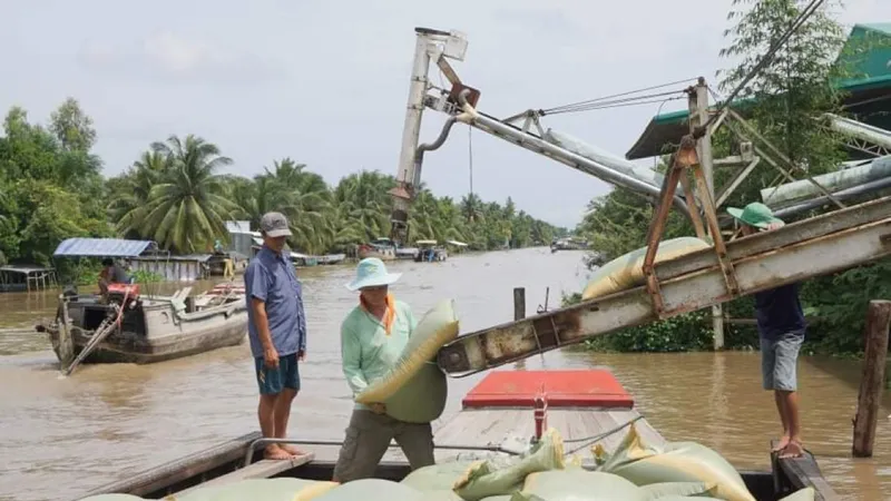 2 phương án “khơi luồng” lúa gạo đang ách tắc