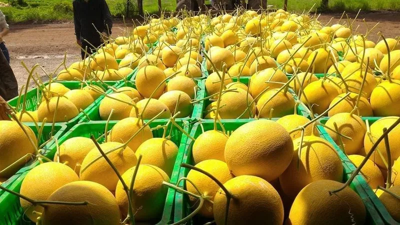Từ ngày 3 đến 15-9, đưa 150.000 “combo nông sản” về từng phường ở TPHCM mỗi ngày