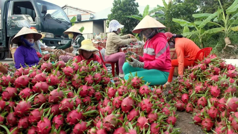 Xuất khẩu thanh long: Tắc đường bộ, chuyển sang đường biển