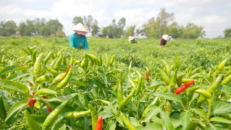 Tăng cường đưa rau và gia vị Việt sang châu Âu