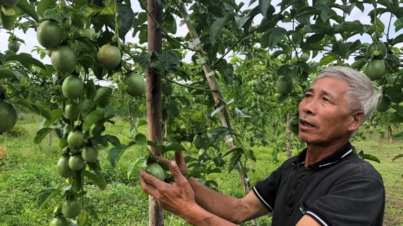 Dự báo diện tích chanh leo Việt Nam có thể tăng lên 15.000ha