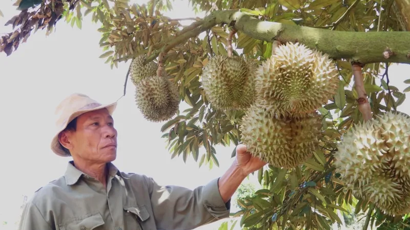 Bộ trưởng Lê Minh Hoan: “Phải siết chặt quản lý, không thể cứ mãi vuốt ve nông dân”