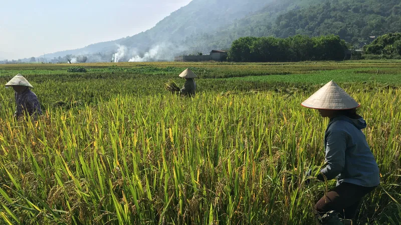 Nông dân ở tỉnh Hòa Bình tranh thủ gặt hái lúa mùa và đốt rơm rạ nhân tiết trời nắng hanh vàng. Ảnh: VĂN PHÚC