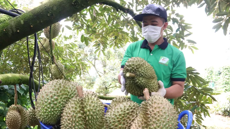Sầu riêng tăng lên 100.000 đồng/kg, xuất sang Trung Quốc bán 270.000 đồng/kg