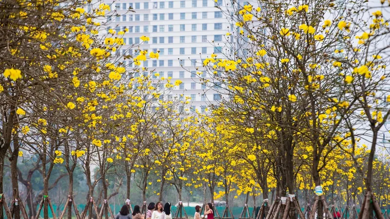 Hoa Phong Linh nở rực vàng đường, nhiều người tưởng là hoa giả
