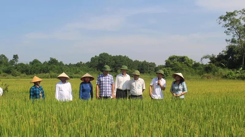 Đầu tháng 4, trình đề án 1 triệu hécta lúa “tăng trưởng xanh”
