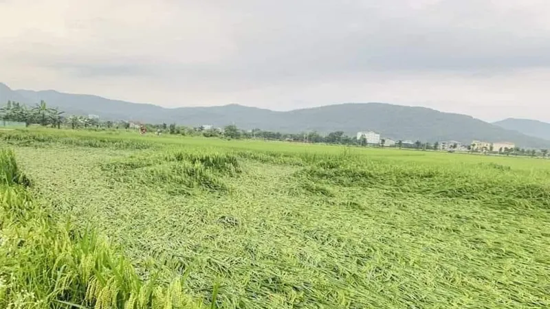 Chính phủ xuất cấp hạt giống cây trồng hỗ trợ Lào Cai khôi phục sản xuất