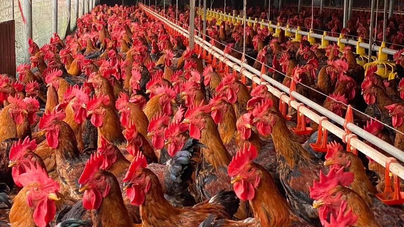 Kiến nghị Thủ tướng cấm nhập khẩu thịt sử dụng chất kích thích sinh trưởng