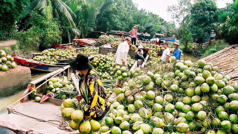 Đàm phán, đưa dừa tươi sang Hoa Kỳ