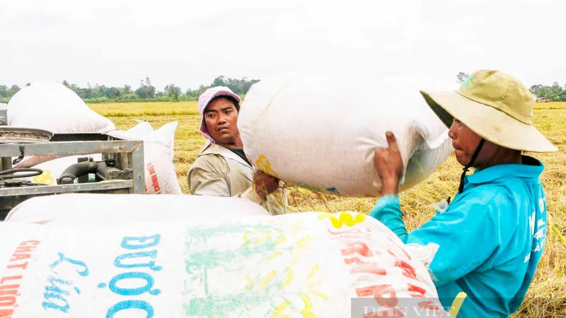 Giá gạo tăng cao: Không tranh thủ sẽ lỡ cơ hội