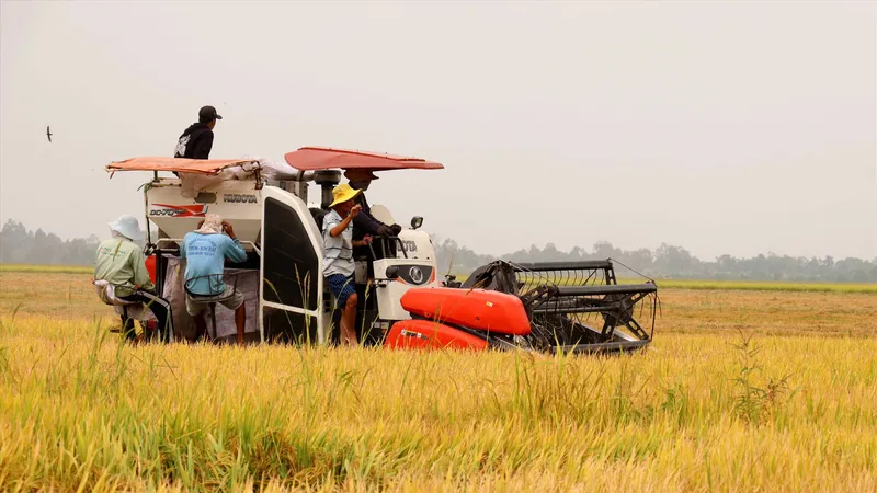Sản xuất lúa gạo tại đồng bằng sông Cửu Long 