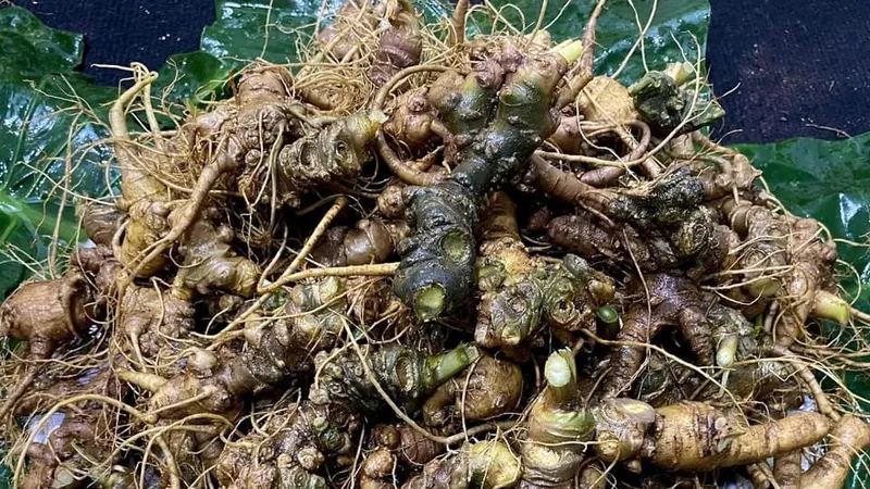 Sâm nhập từ Trung Quốc về Việt Nam "hô biến" thành sâm Ngọc Linh