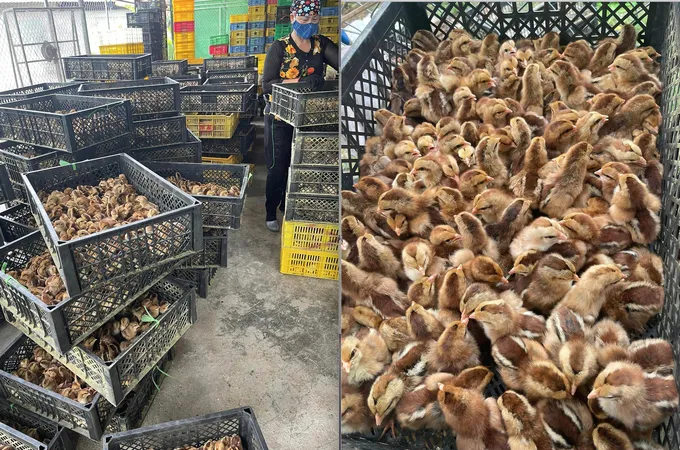 Bộ NN-PTNT đề nghị C05 - Bộ Công an lập chuyên án ngăn chặn gà, vịt nhập lậu