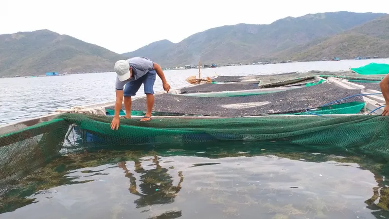 Hàng loạt đơn hàng tôm hùm bông sang Trung Quốc bị ách tắc